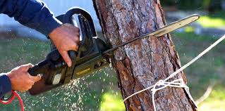 Best Tree Preservation Services  in Stockton, UT