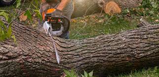 Best Tree Removal  in Stockton, UT