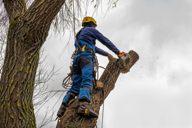  Stockton, UT Tree Services Pros