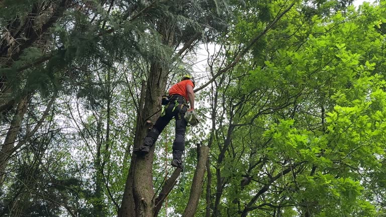 How Our Tree Care Process Works  in  Stockton, UT