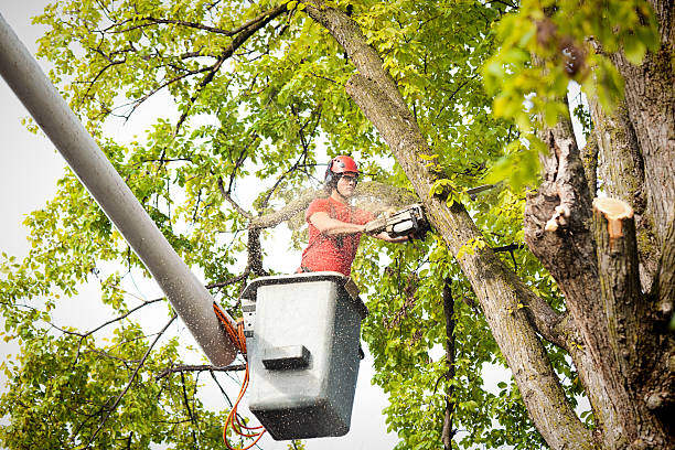 Best Arborist Consultation Services  in Stockton, UT