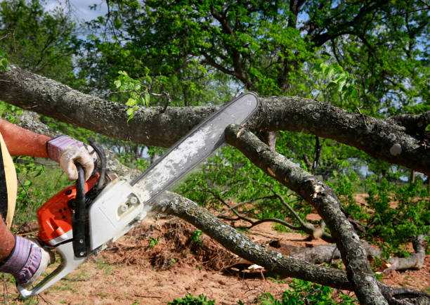 Best Tree Risk Assessment  in Stockton, UT