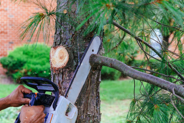 Best Tree Trimming and Pruning  in Stockton, UT